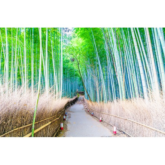 Bamboo alley